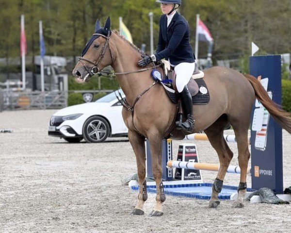 Pferd Donna Blue Bvl Z (Zangersheide Reitpferd, 2018, von Don van het Parelshof Z)