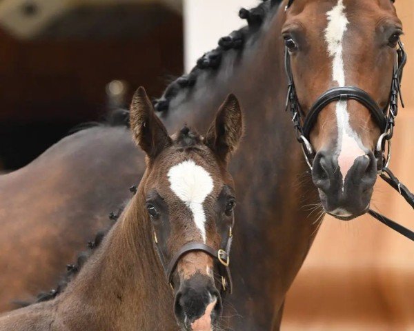 broodmare Chablie D’hertog (KWPN (Royal Dutch Sporthorse), 2007, from Florencio I)