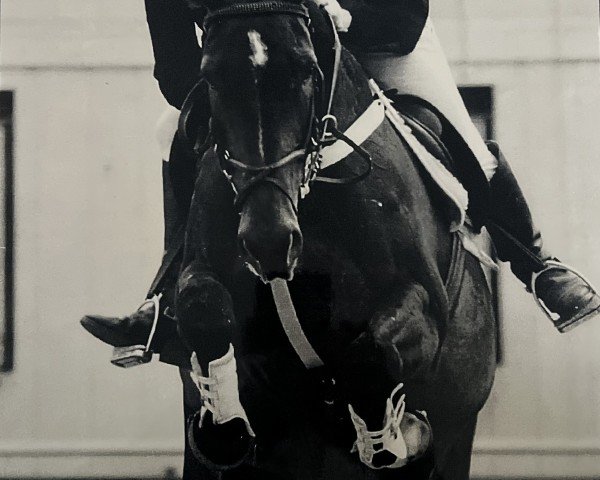 horse Cepter (Westphalian,  , from Canaris)