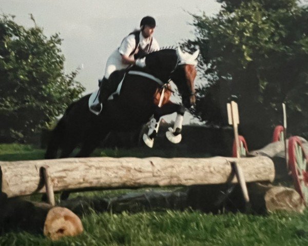 horse Jappeloup 27 (KWPN (Royal Dutch Sporthorse), 1991, from Elmshorn)