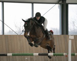 jumper DANGEROUS STAR (Belgian Warmblood, 2018, from Diamant de Semilly)