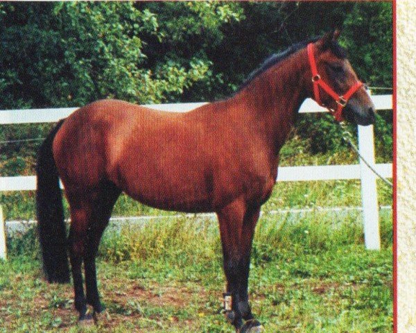 horse Naomi (German Riding Pony,  , from Namao)