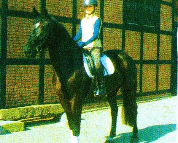 Pferd World Girl (Hannoveraner,  , von Woronow)