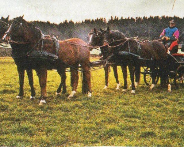 horse Kronprinz (German Riding Pony,  , from Kaiserwalzer)