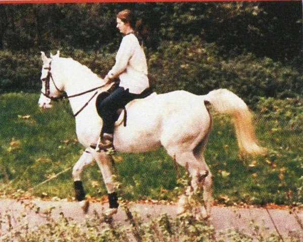 broodmare Naomi bint Naarah ox (Arabian purebred, 1993, from Nasir EAO)