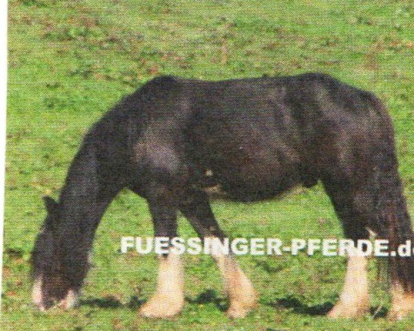 horse Sam (Tinker / Irish Cob / Gypsy Vanner, 2007, from Bob The Blagdon)