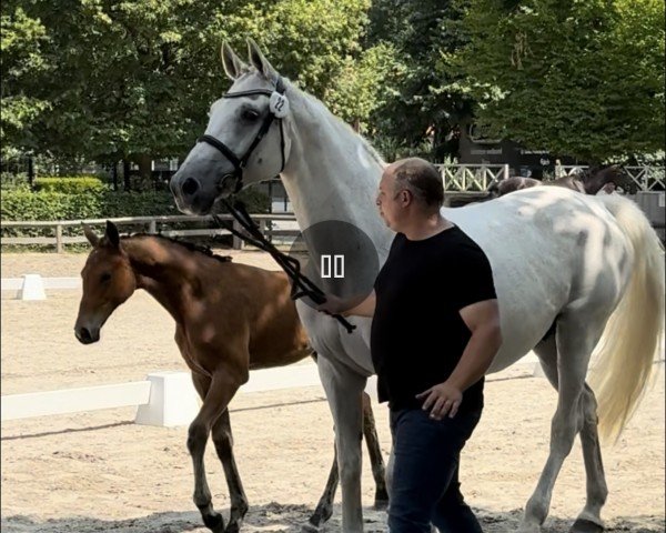 broodmare Lucy Lancer (Westphalian, 2001, from Lancer III)