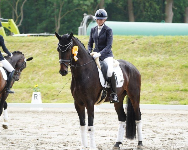 dressage horse Johnny Cash 17 (Hanoverian, 2021, from Jameson RS2)