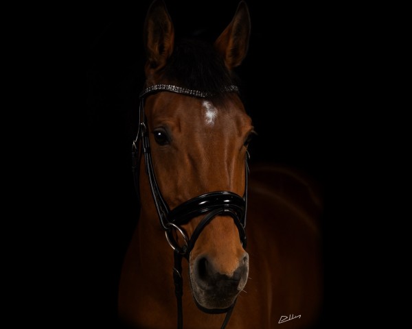 jumper Diva Tiara (Westphalian, 2020, from Dembelé L)