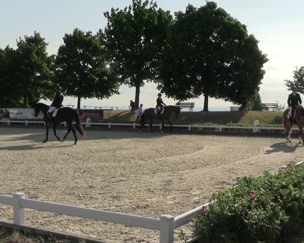 Reitturnier Dresden Gompitz 2025