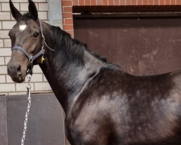 broodmare Seerose (Oldenburg, 2012, from Zonik)