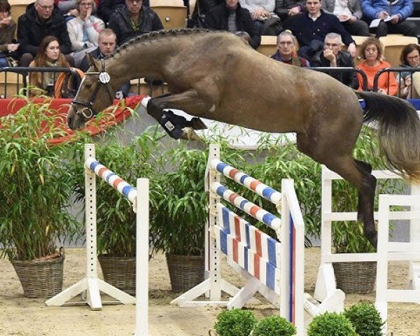 horse Vidalgo (Holsteiner, 2020, from Von Holstein)