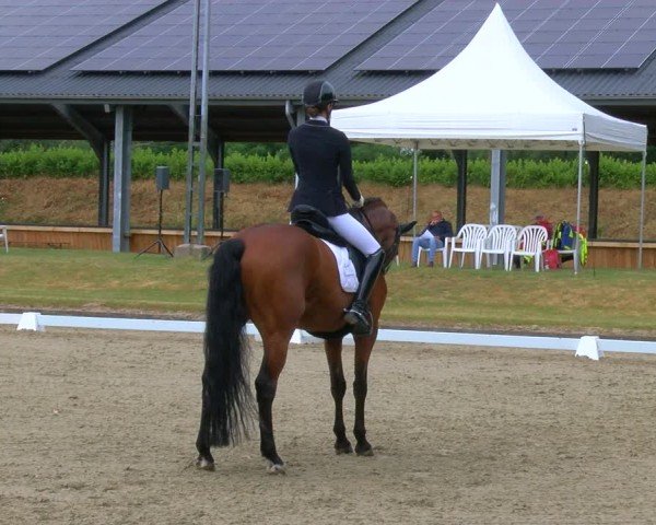 Reitturnier Langenfeld 2025