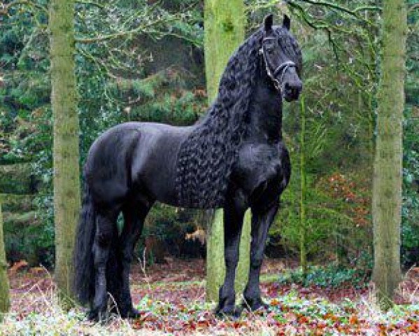 stallion Jasper 336 P (Friese, 1995, from Olof 315 P)