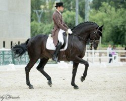 dressage horse Kafu III (unknown, 2007)