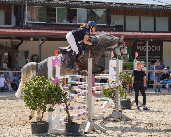 jumper Odin 454 (German Sport Horse, 2018, from Ogano Sitte)