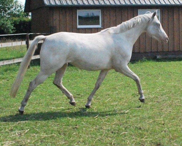 broodmare Weiß Gold (German Riding Pony, 2018, from Wilky May)