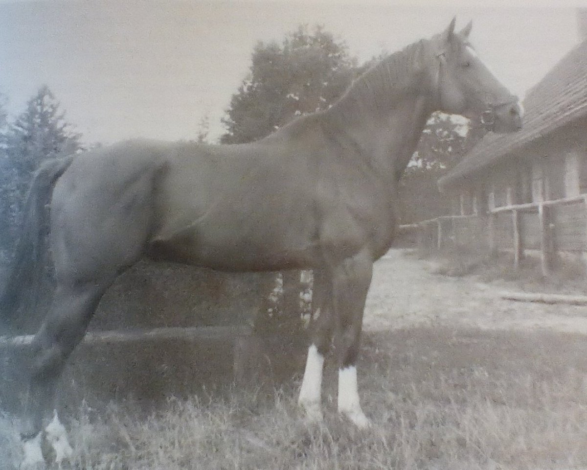 stallion Albatsohn 3108 (Trakehner, 1955, from Albatros 3919)
