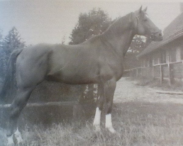 Deckhengst Albatsohn 3108 (Trakehner, 1955, von Albatros 2312)