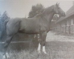 Deckhengst Albatsohn (Trakehner, 1955, von Albatros)