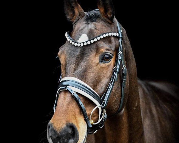 dressage horse Draquecito (Oldenburg, 2015, from Disaronno 3)