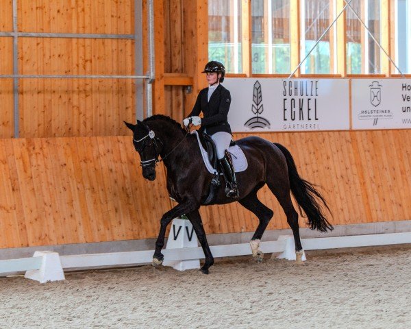 broodmare Baila's Bently (Trakehner, 2014, from All Inclusive)