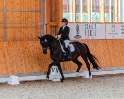 broodmare Baila's Bently (Trakehner, 2014, from All Inclusive)