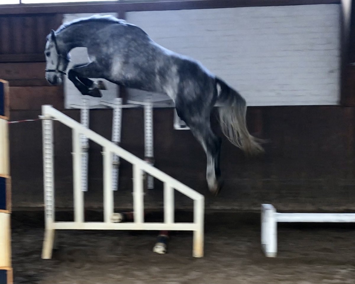 jumper Corsallo (Holsteiner, 2016, from Cornet Obolensky)