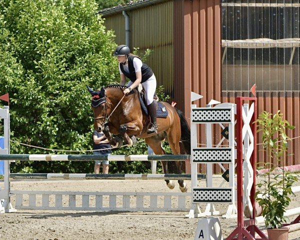 Springpferd Al Dorado (Oldenburger Springpferd, 2016, von Adagio de Talma)