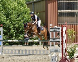 jumper Al Dorado (Oldenburg show jumper, 2016, from Adagio de Talma)