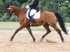 dressage horse Rufano (Brandenburg, 1999, from Rubinstein I)