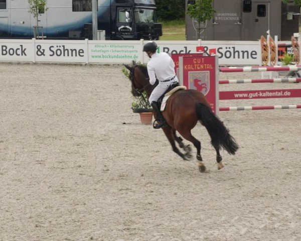 Reitturnier Babenhausen/Schw. 2025