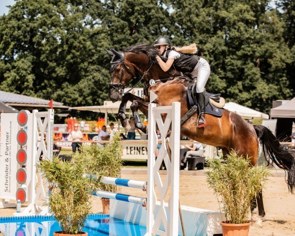 jumper Der kleine Lord 31 (Hanoverian, 2015, from Diatendro)
