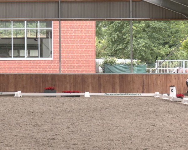 Reitturnier Langenfeld 2025
