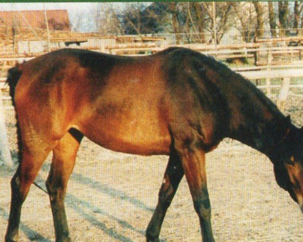 horse Little Lady (Anglo-Karatschaever / Anglo-Kabardins, 1995, from Ladero)