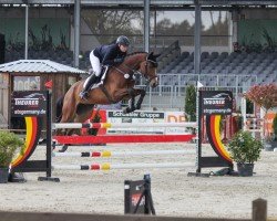 jumper Calia 8 (Hanoverian, 2019, from Carridam)