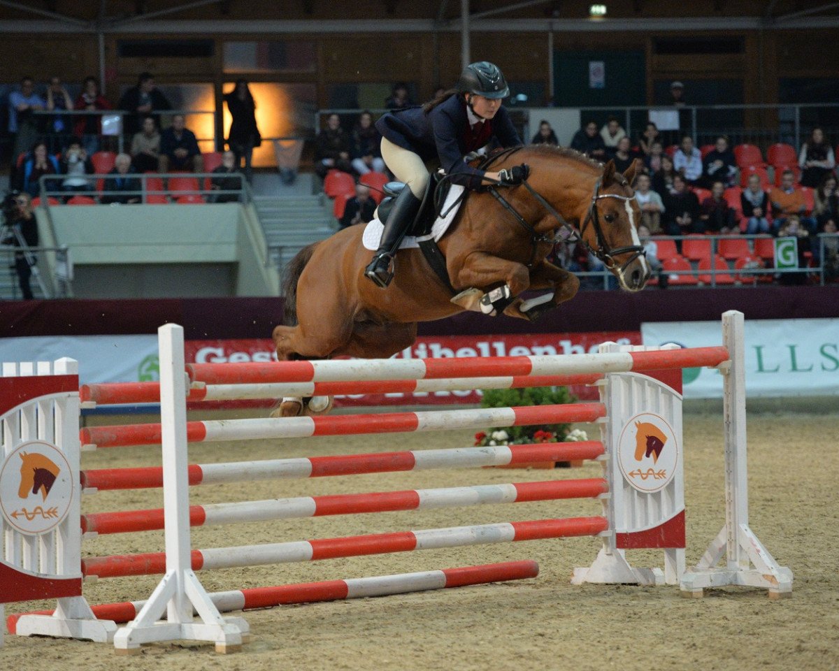 Deckhengst Quaterback's Junior (Deutsches Reitpony, 2008, von Quaterback)