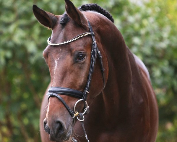 stallion DSP Lord Latino (German Sport Horse, 2013, from Pikeur Lord Fauntleroy)