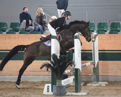 Springpferd VET Stables Veilchen (Österreichisches Warmblut, 2014, von Meru)