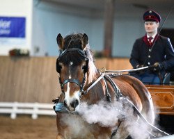 Pferd Ortolan (Rheinisch-Deutsches Kaltblut, 2014, von Odin von Lupnitz)