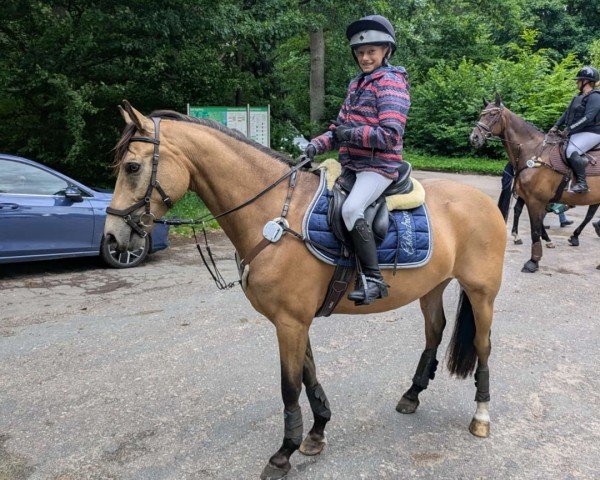 Springpferd A Touch of Blue H (Deutsches Reitpony, 2018, von FS Chacco Blue)