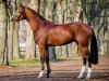 stallion Askapino (German Sport Horse, 2017, from Askari)