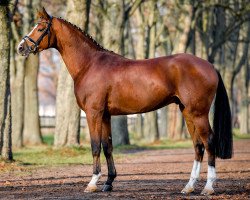 stallion Askapino (German Sport Horse, 2017, from Askari)