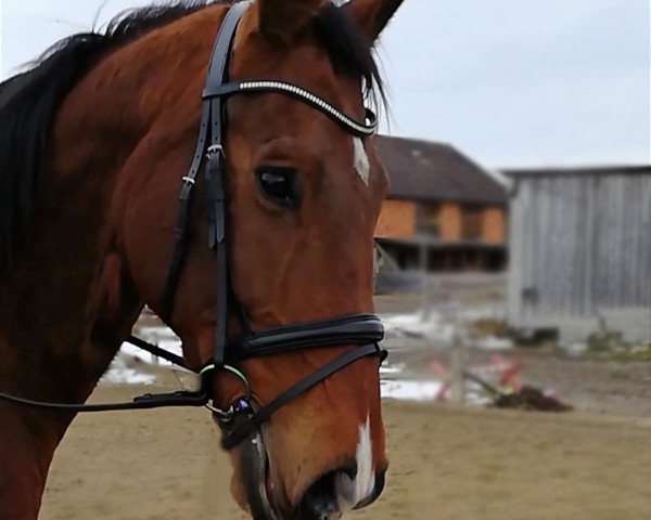 jumper Cantor (Austrian Warmblood, 2005)