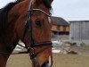 jumper Cantor (Austrian Warmblood, 2005)