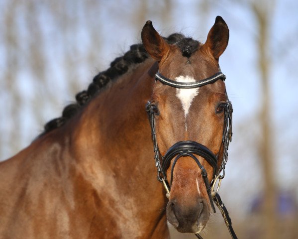 stallion Like a Diamond NRW (Westphalian, 2010, from Laureus NRW)