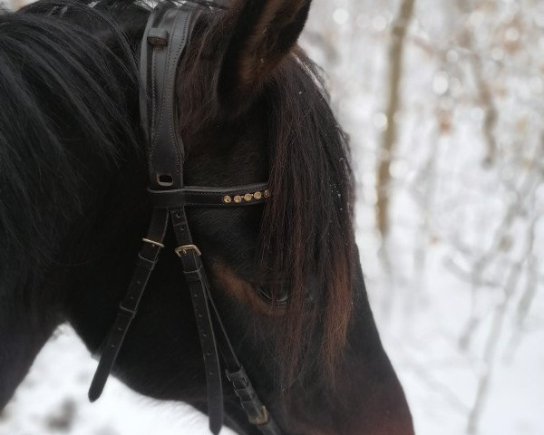 jumper Vismary (Hanoverian, 2013, from Viscount 22)