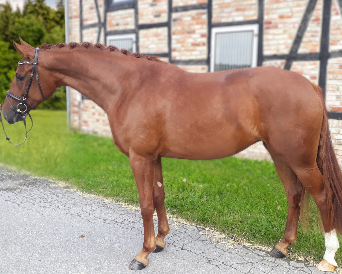 Zuchtstute Funkenmarie (Westfale, 2017, von For Romance I)