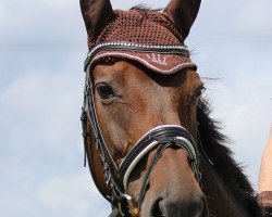 broodmare Robertina Sonnenschein (Westphalian, 2006, from Rosenquarz)