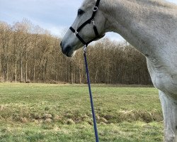 jumper Fuchur 62 (Hungarian Warmblood, 2001, from Faustus Fellini)